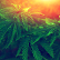 City View Green Holdings Inc. logo