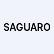 Saguaro Holdings Corp. logo