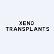 Xeno Transplants Corp. logo